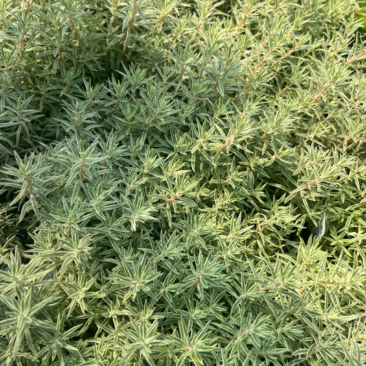 Sedum lineare 'Sea Urchin'