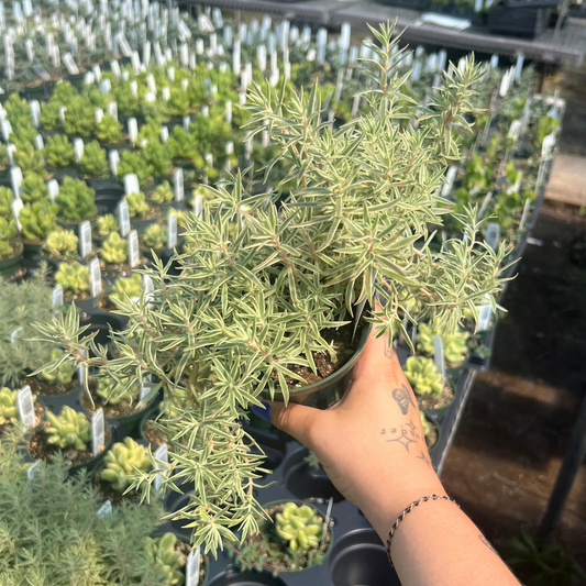 Sedum lineare 'Sea Urchin'