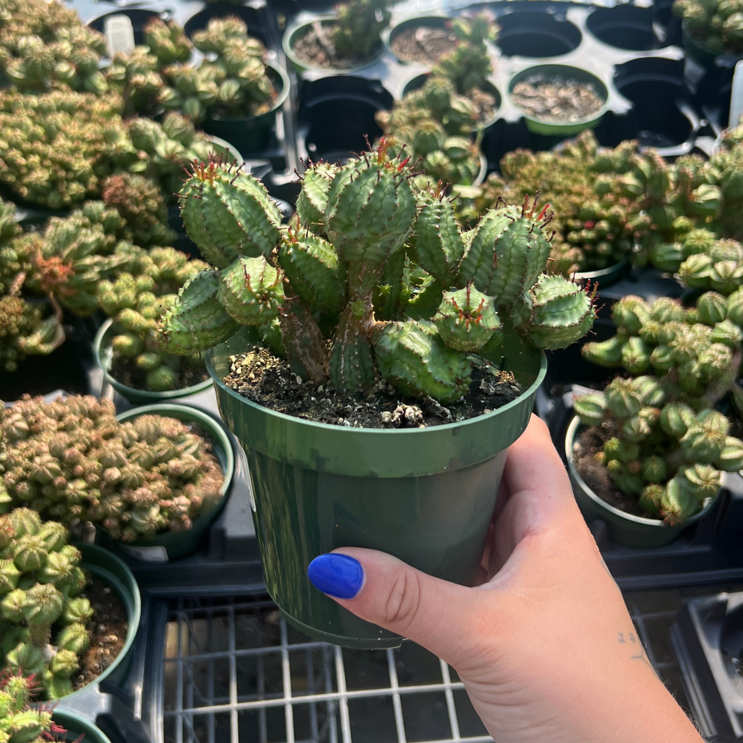 Euphorbia submammillaris