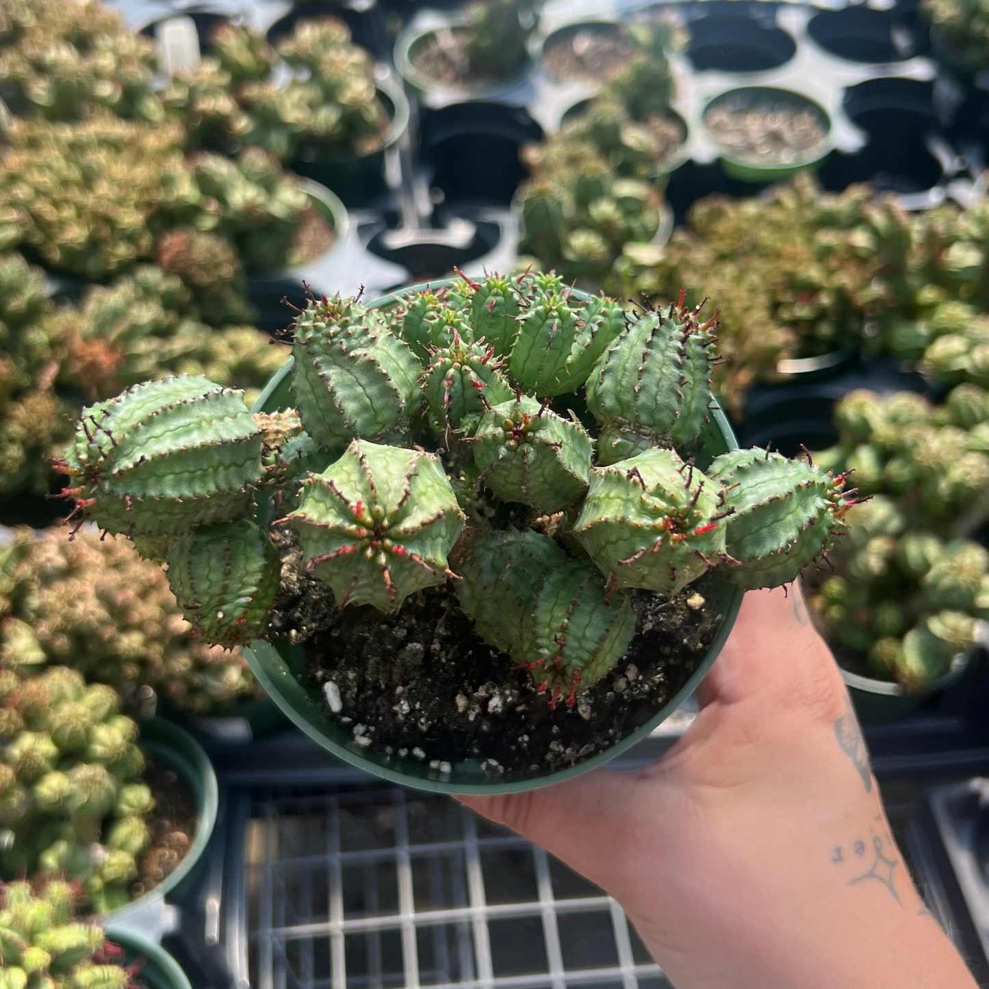 Euphorbia submammillaris