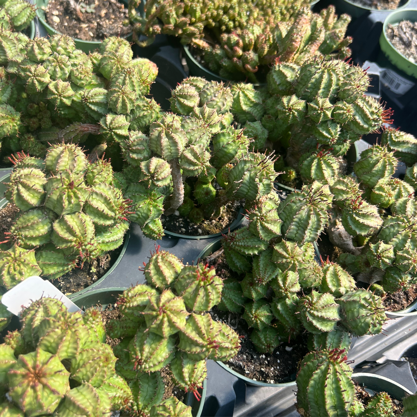 Euphorbia submammillaris