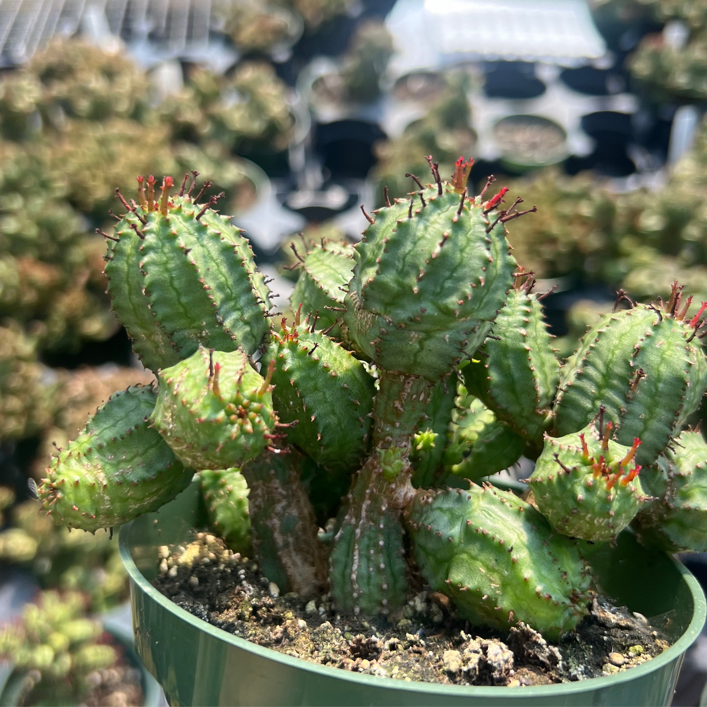 Euphorbia submammillaris