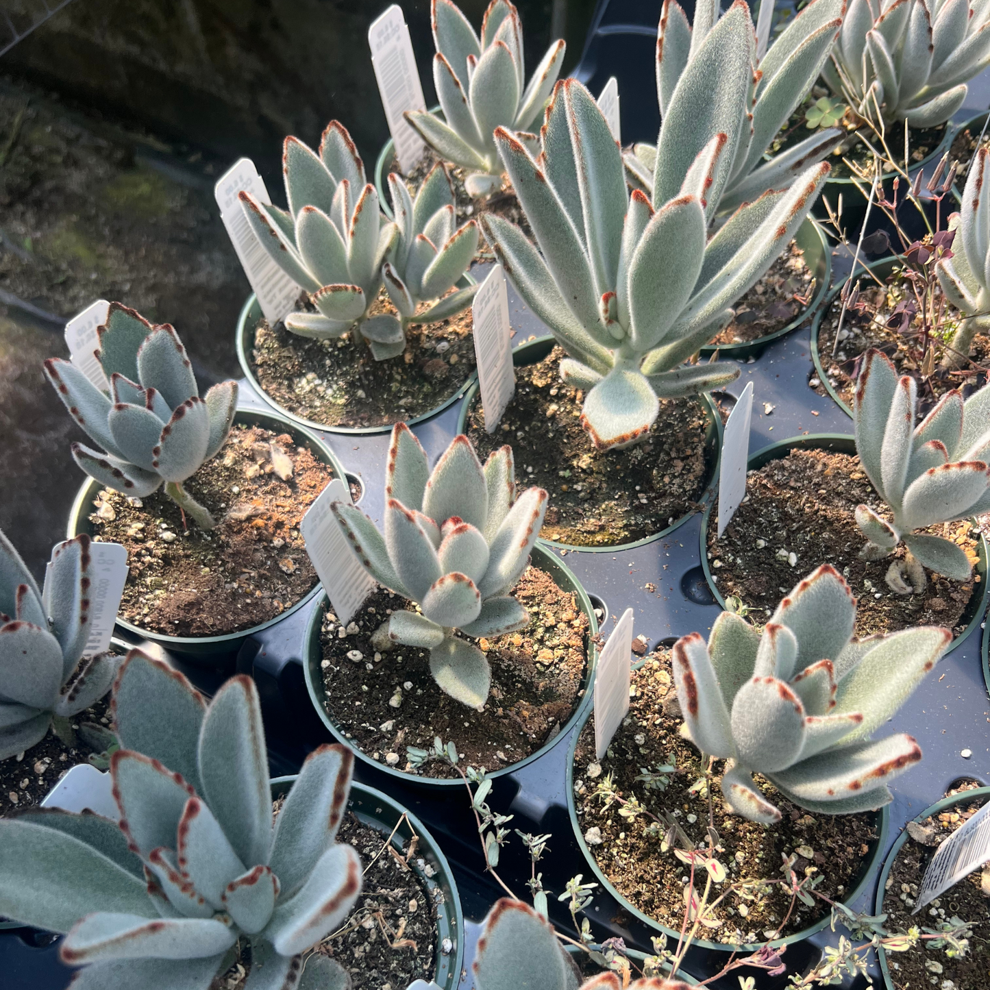 Kalanchoe tomentosa 'Black Tie'