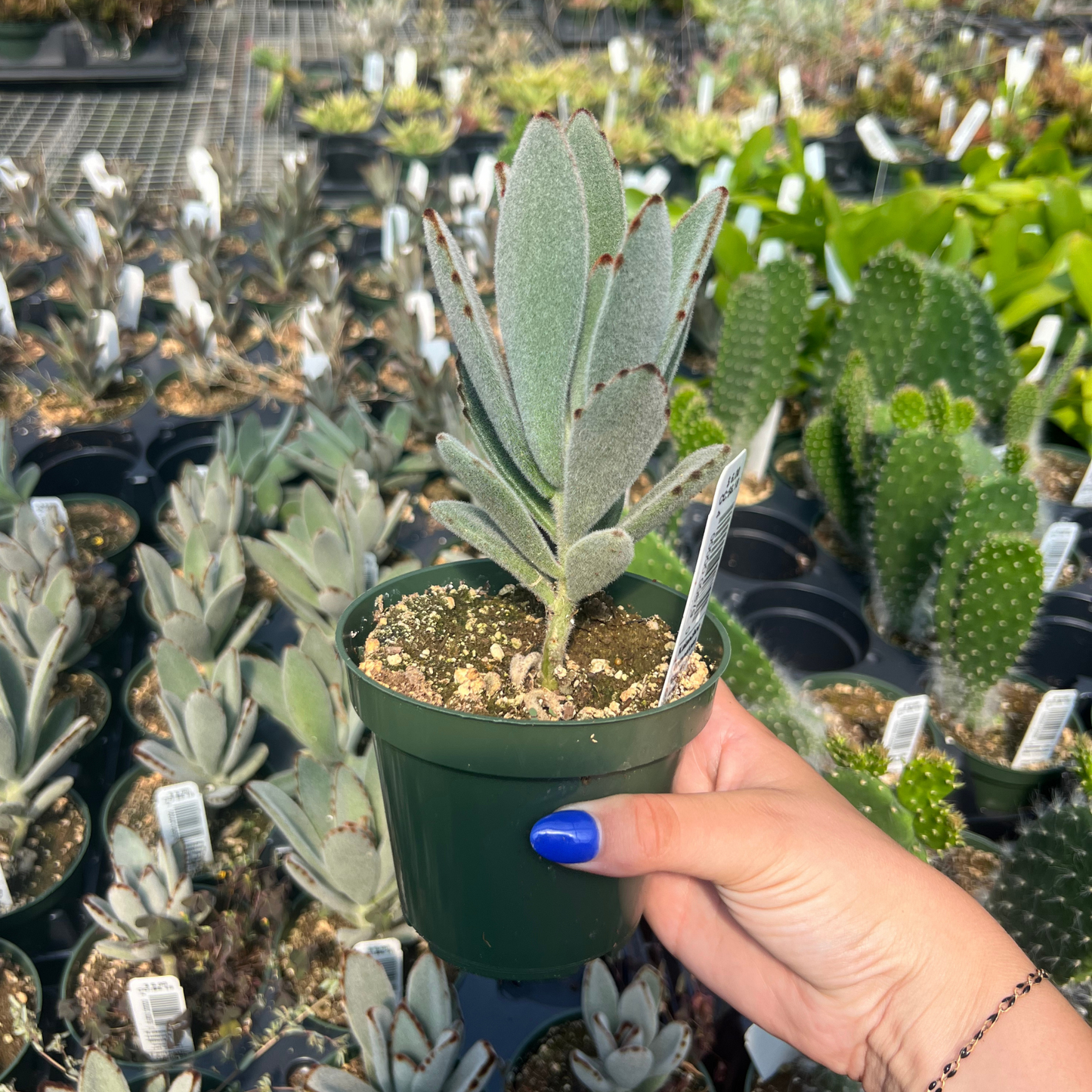 Kalanchoe tomentosa 'Black Tie'