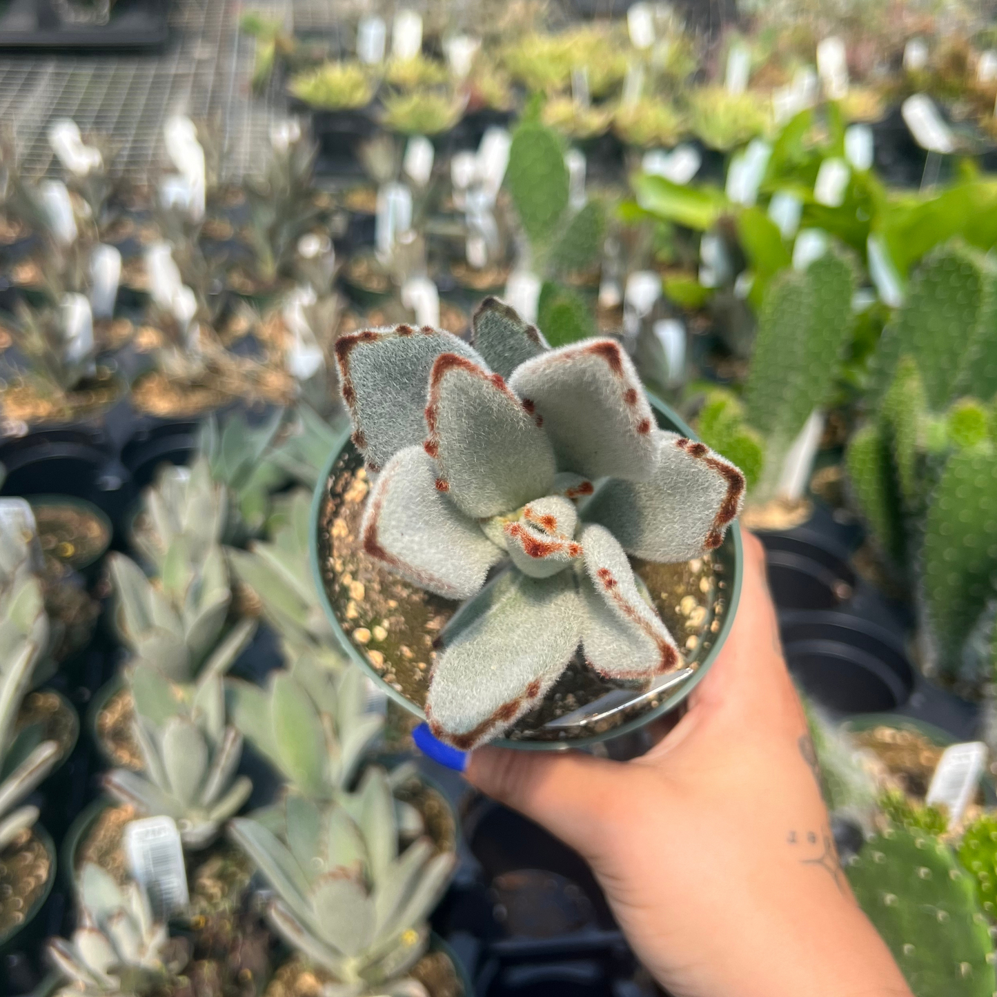 Kalanchoe tomentosa 'Black Tie'