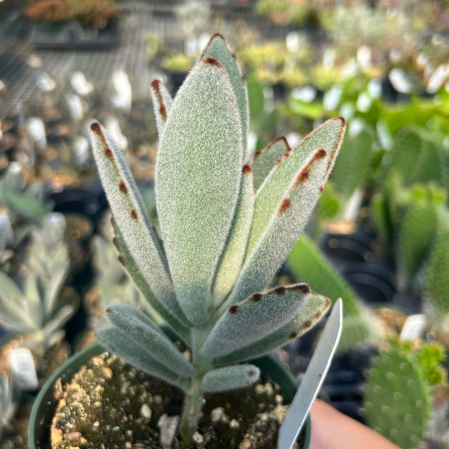 Kalanchoe tomentosa 'Black Tie'