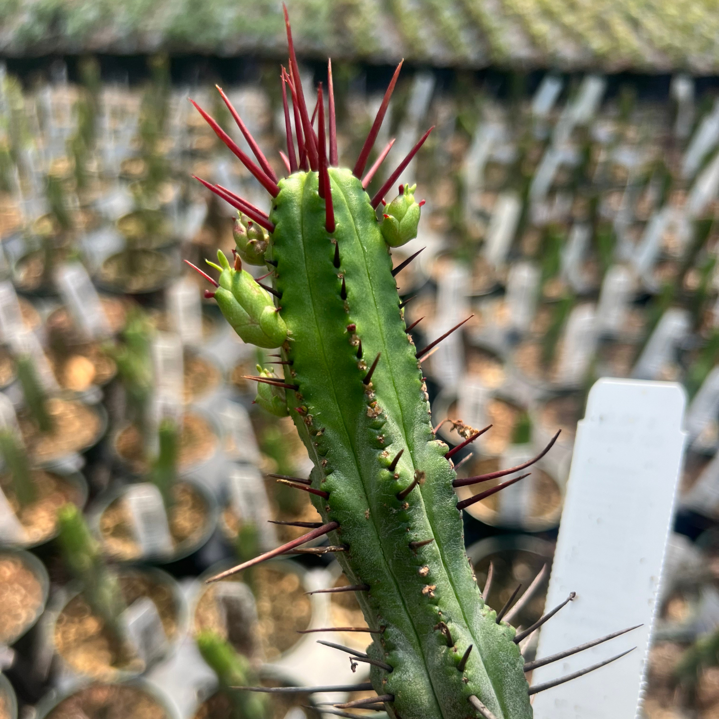 Euphorbia enopla