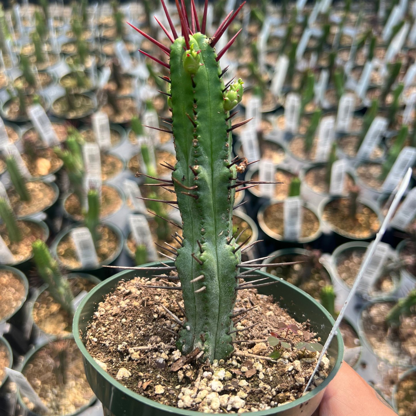 Euphorbia enopla