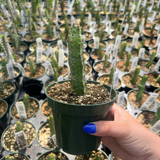 Euphorbia 'Lyttoniana'