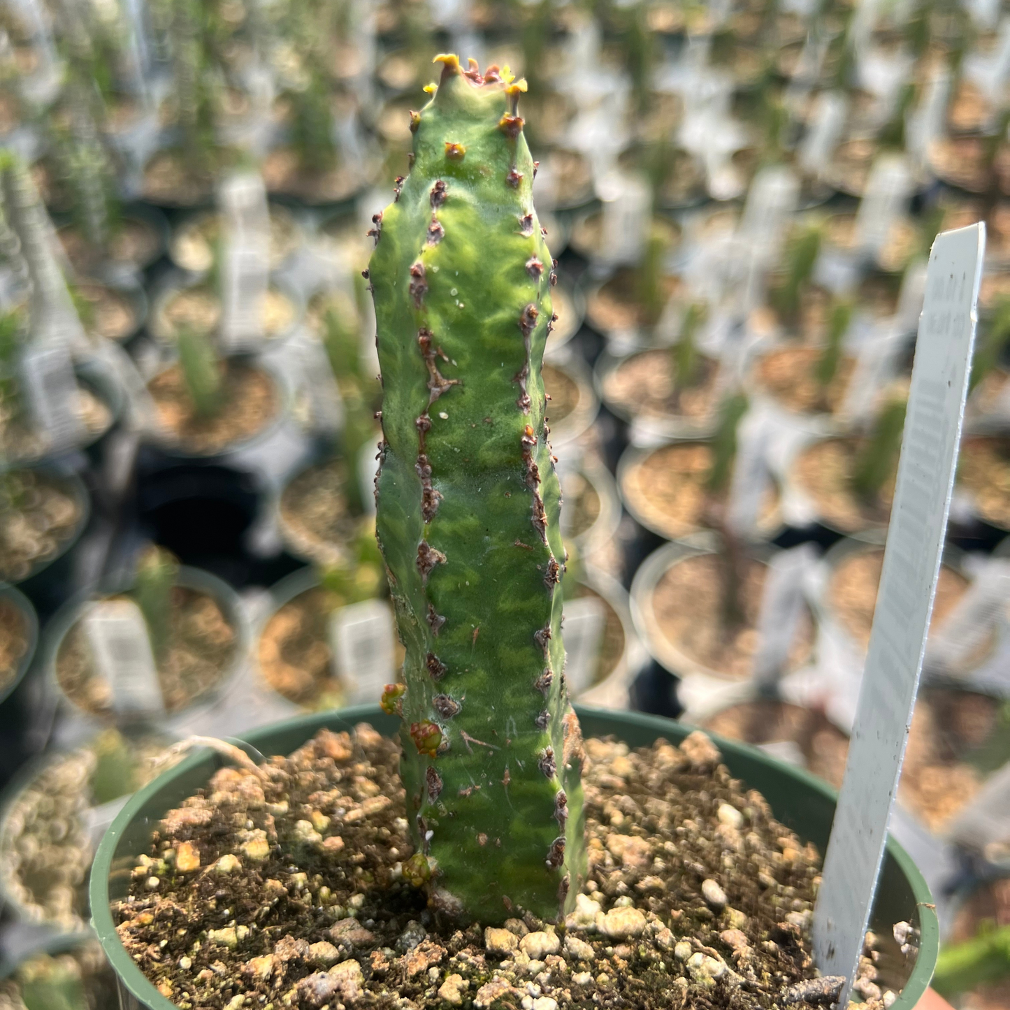 Euphorbia lyttoniana