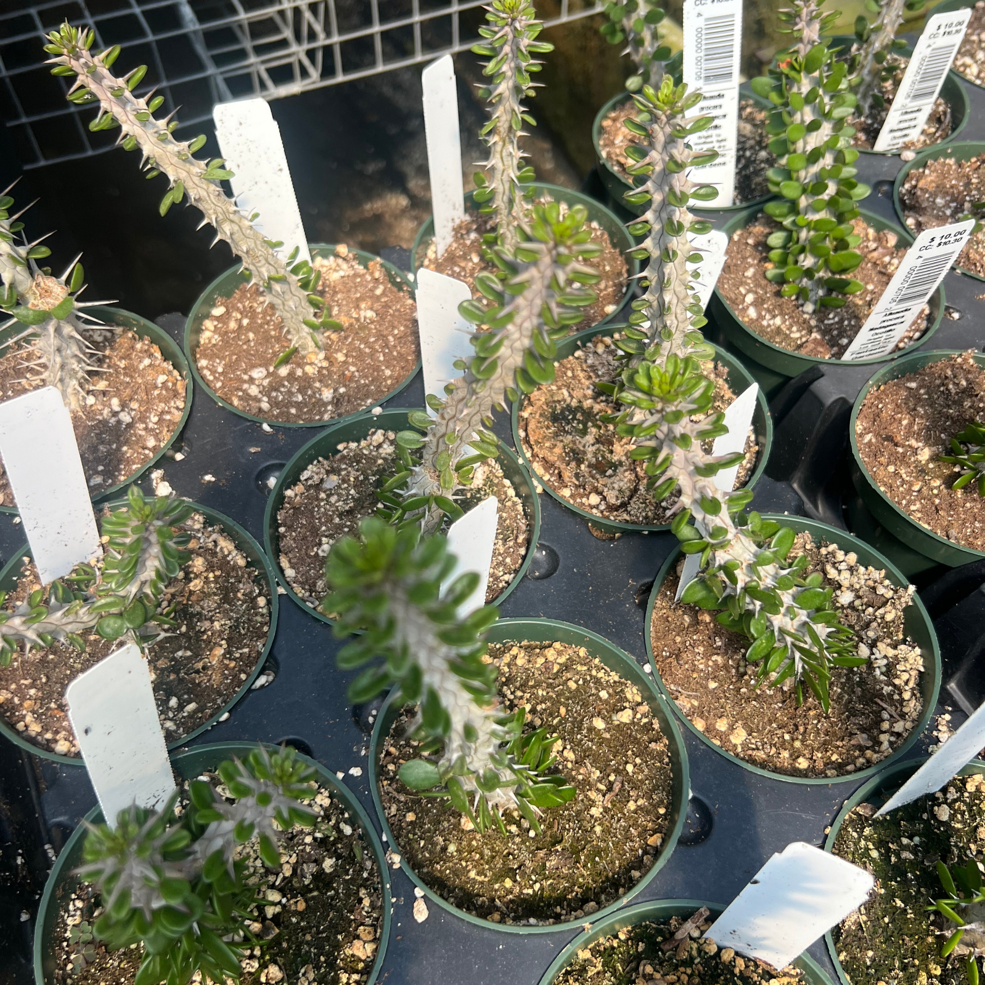 succulents from madagascar Alluaudia procera 'Madagascar Ocotillo'