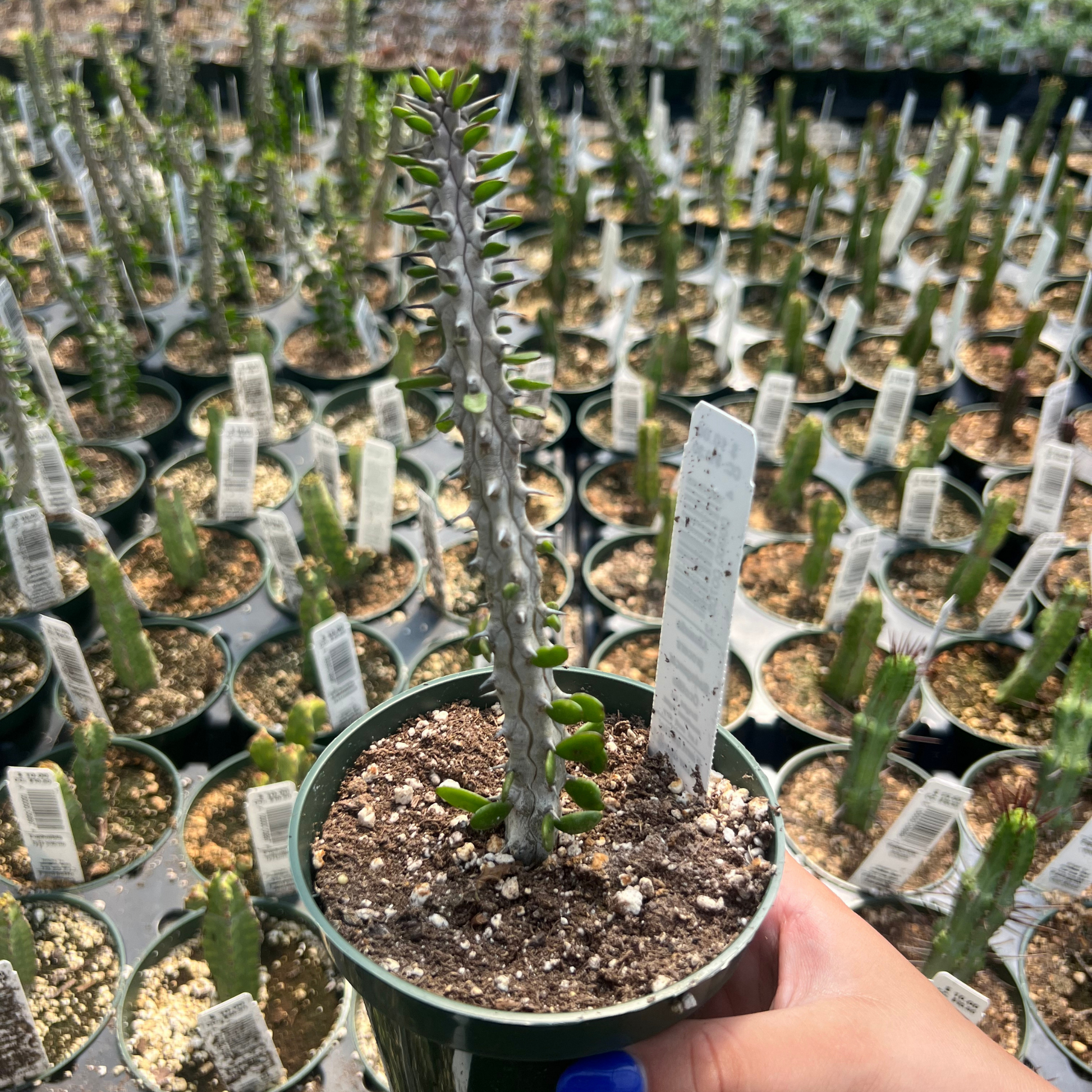 ocotillo house plant Alluaudia procera 'Madagascar Ocotillo'