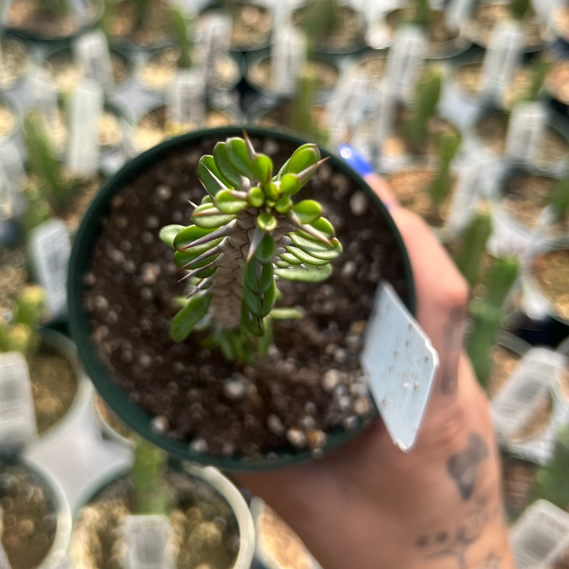 succulent that looks like tentacles Alluaudia procera 'Madagascar Ocotillo' – Fantastic Gardens