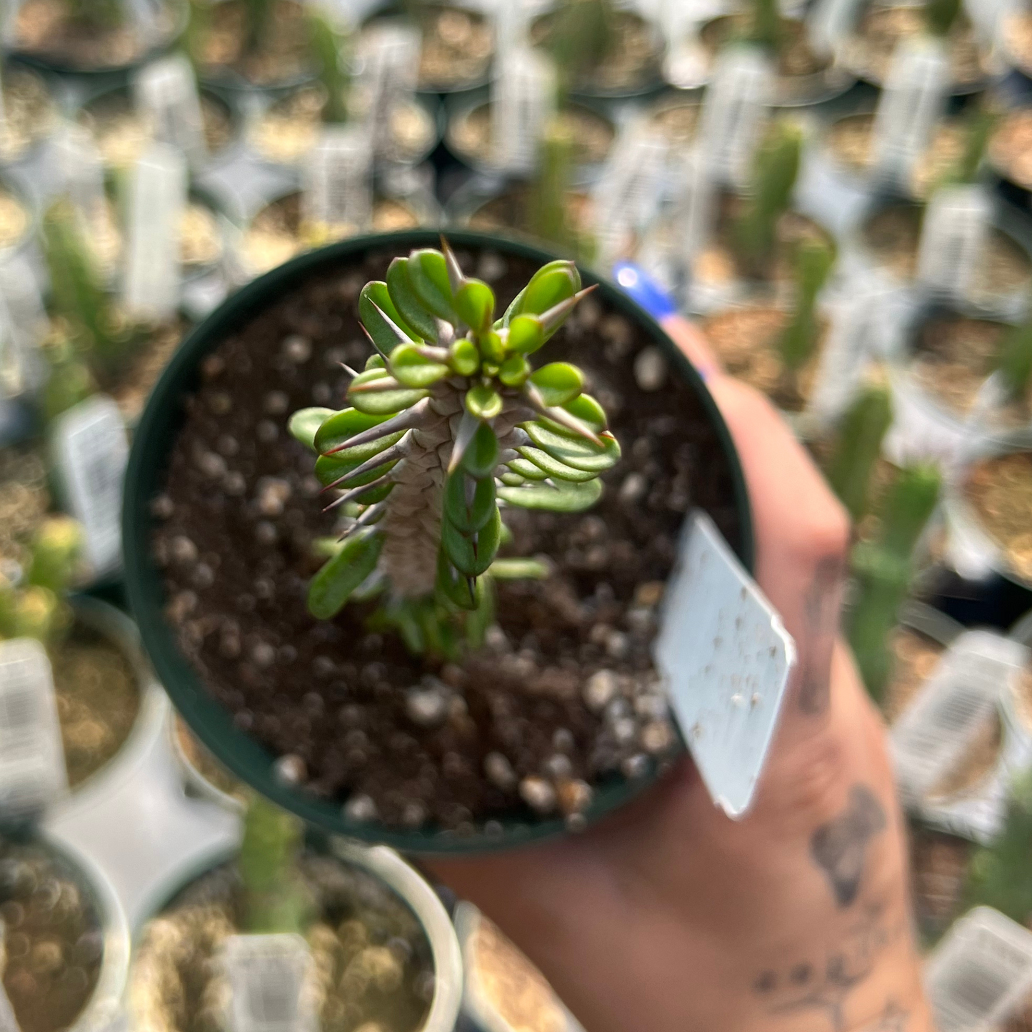 Madagascar Ocotillo