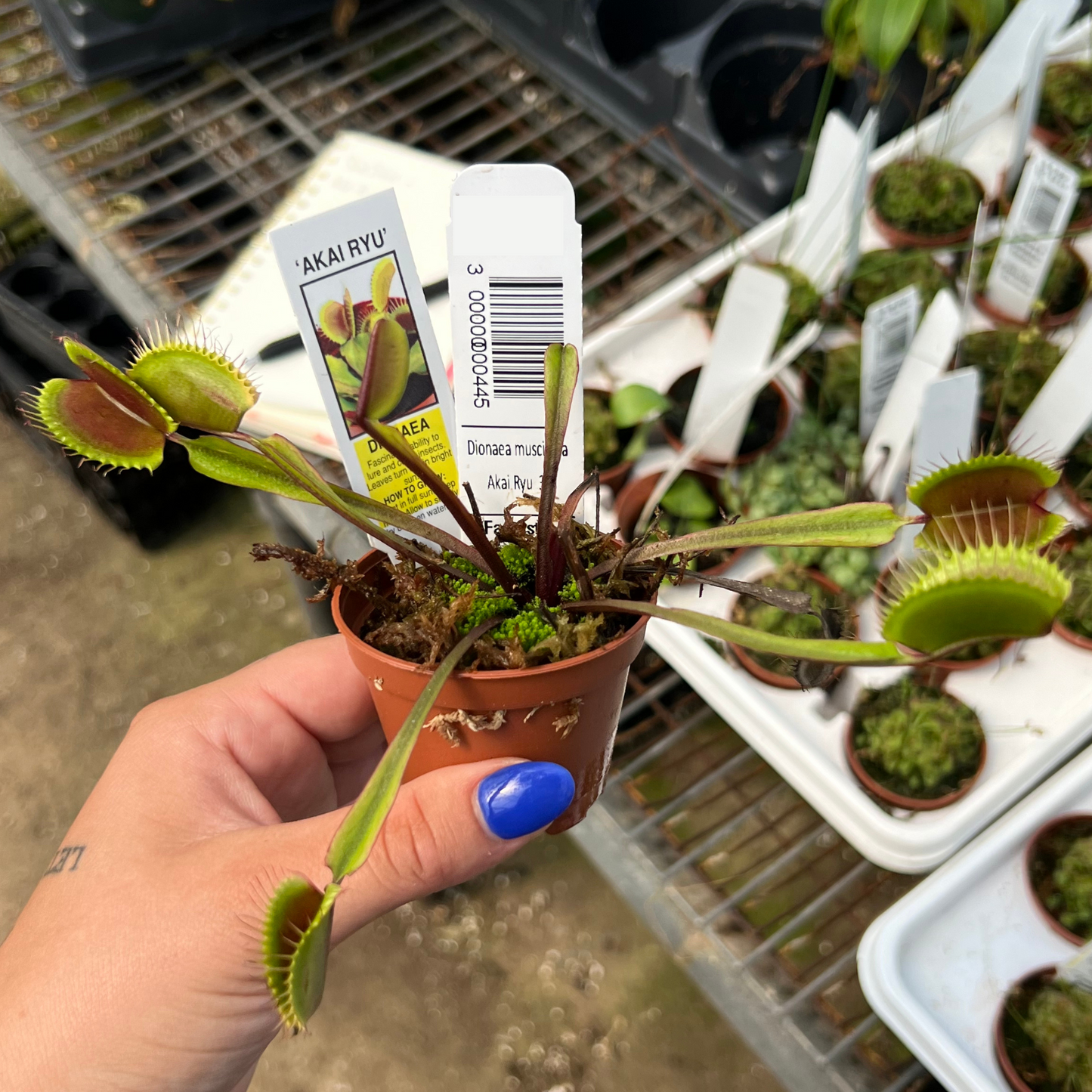 Dionaea muscipula 'Akai Ryu'