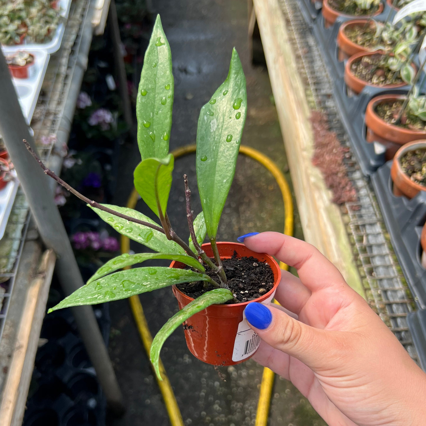 Hoya pubicalyx