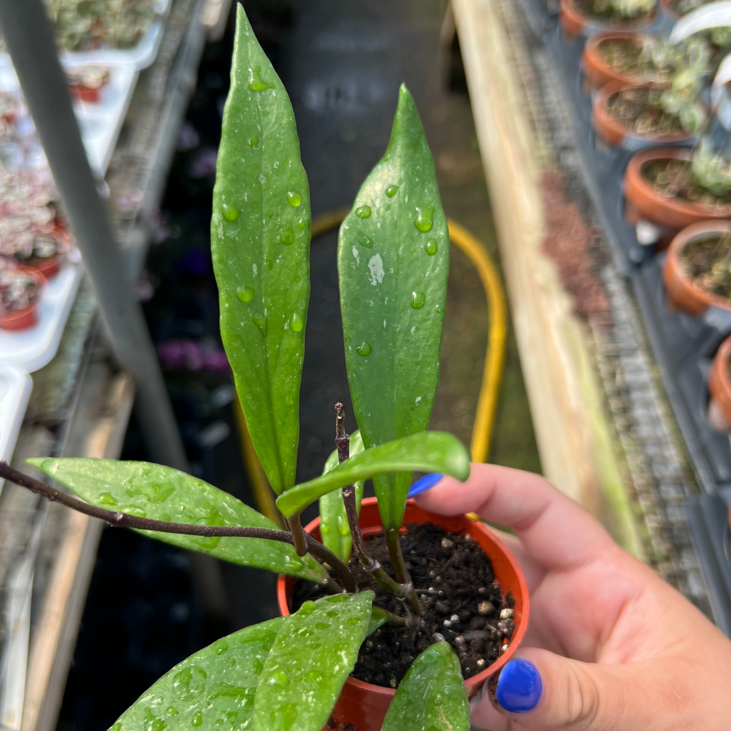 Hoya pubicalyx