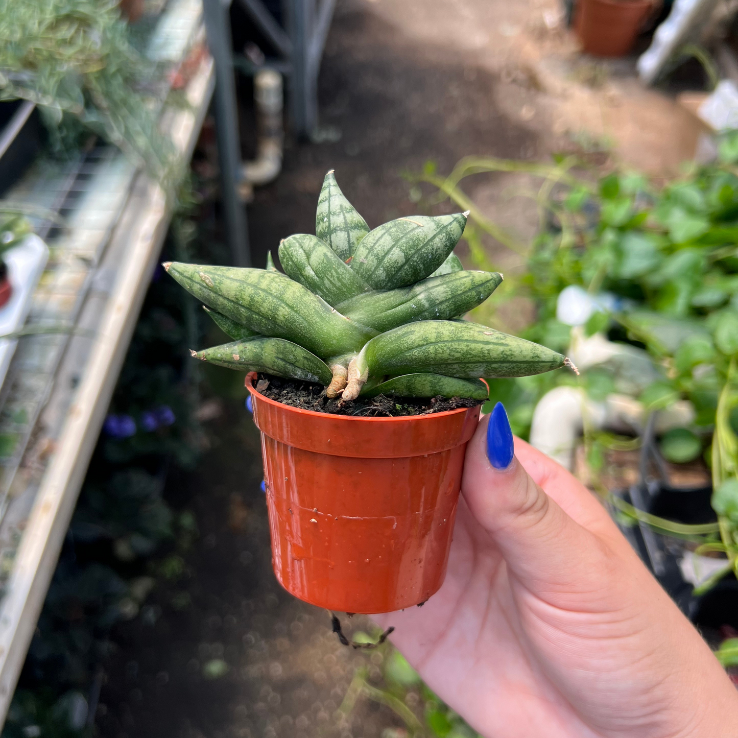 Sansevieria cylindrica 'Dwarf Boncel'