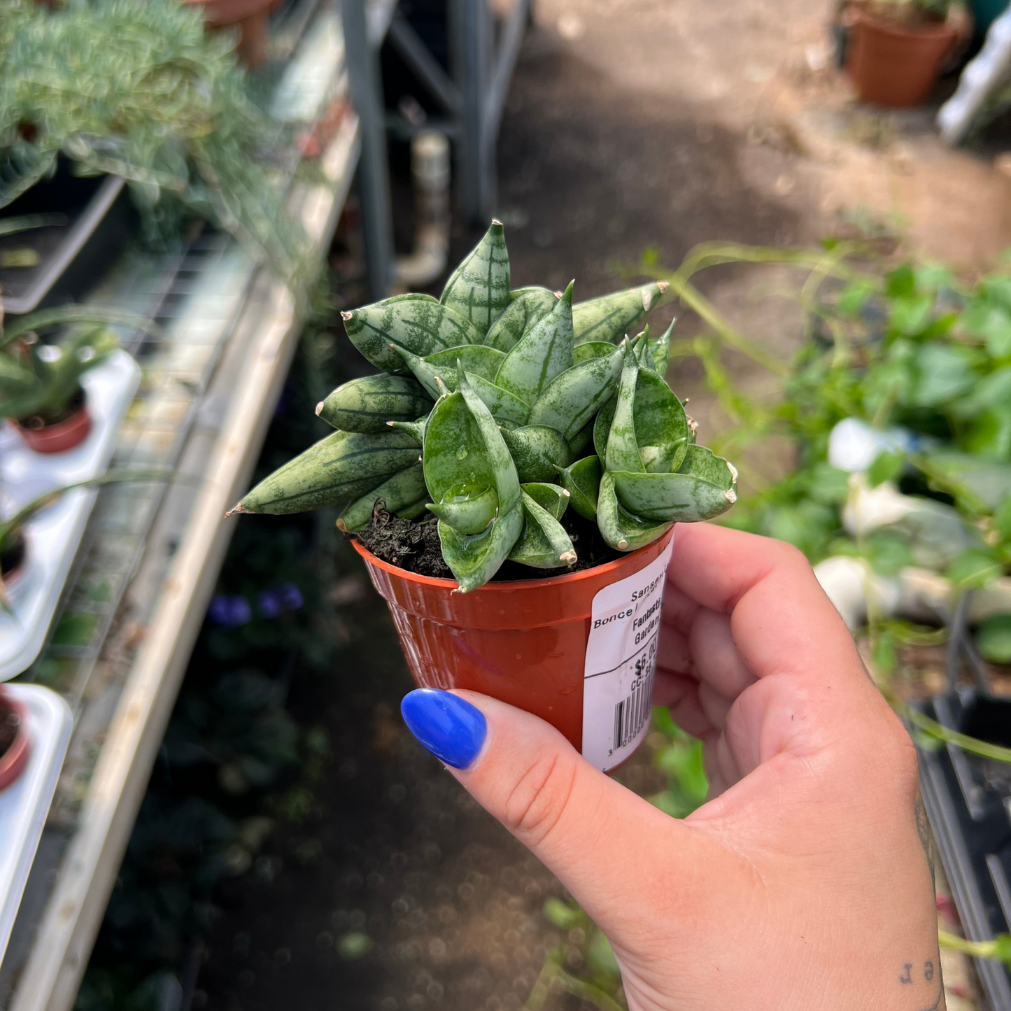 Sansevieria cylindrica 'Dwarf Boncel'