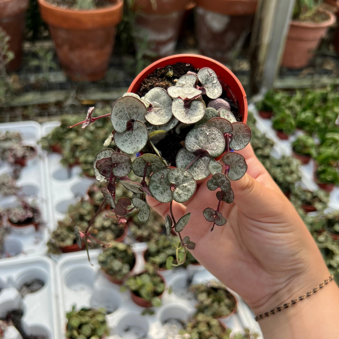 String of Hearts 'Silver Glory'