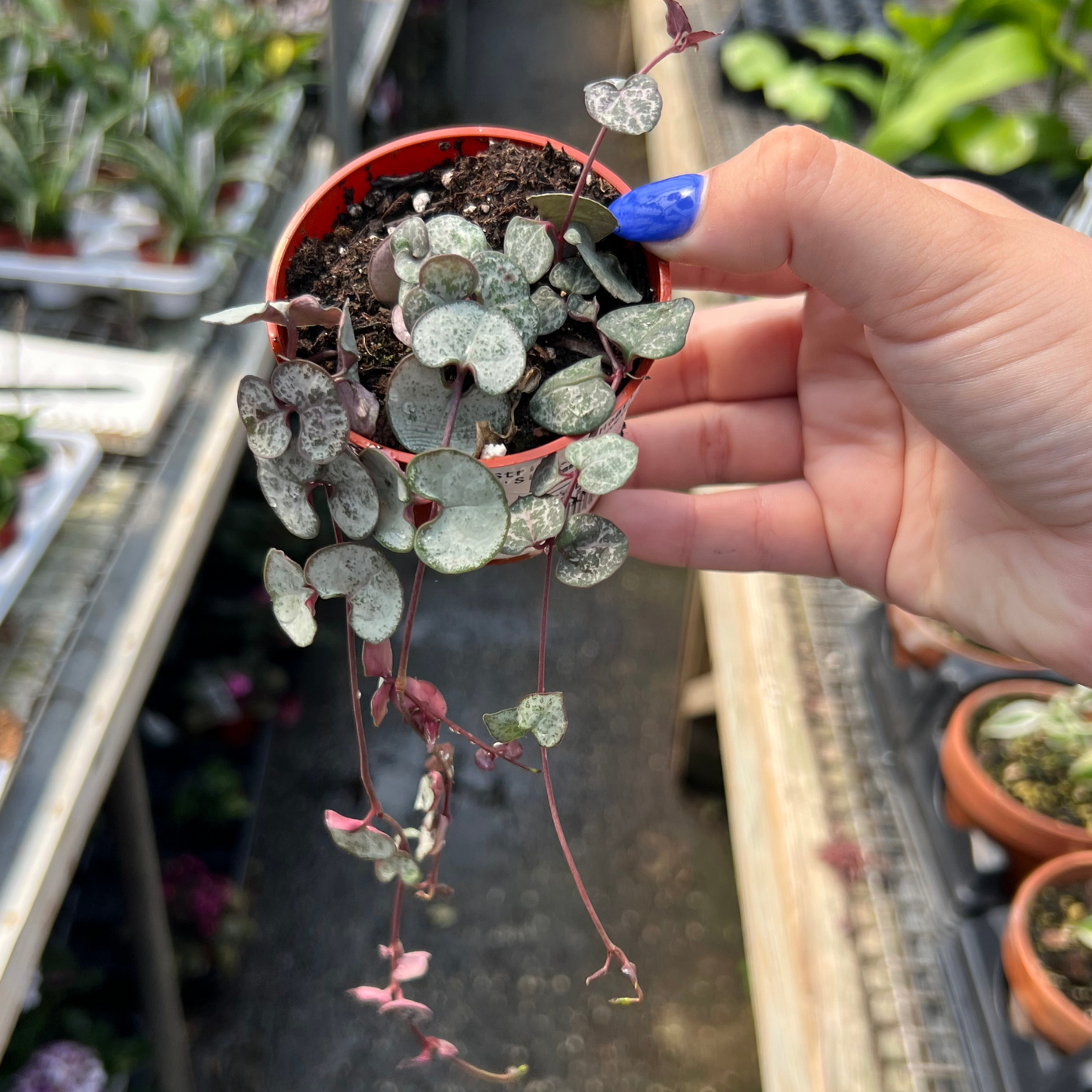 String of Hearts 'Silver Glory'