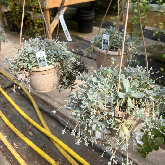 Orostachys 'Dunce Caps'