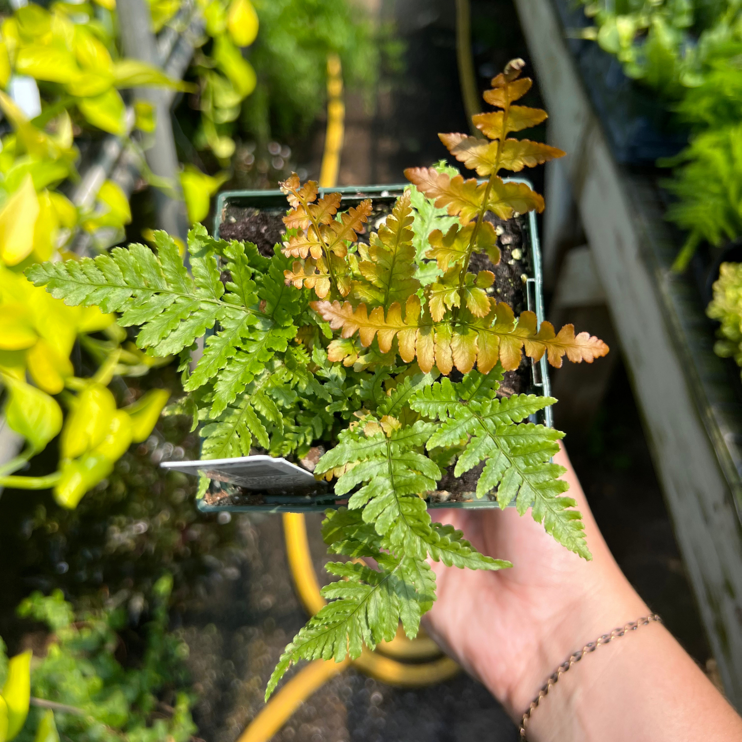 Autumn Fern