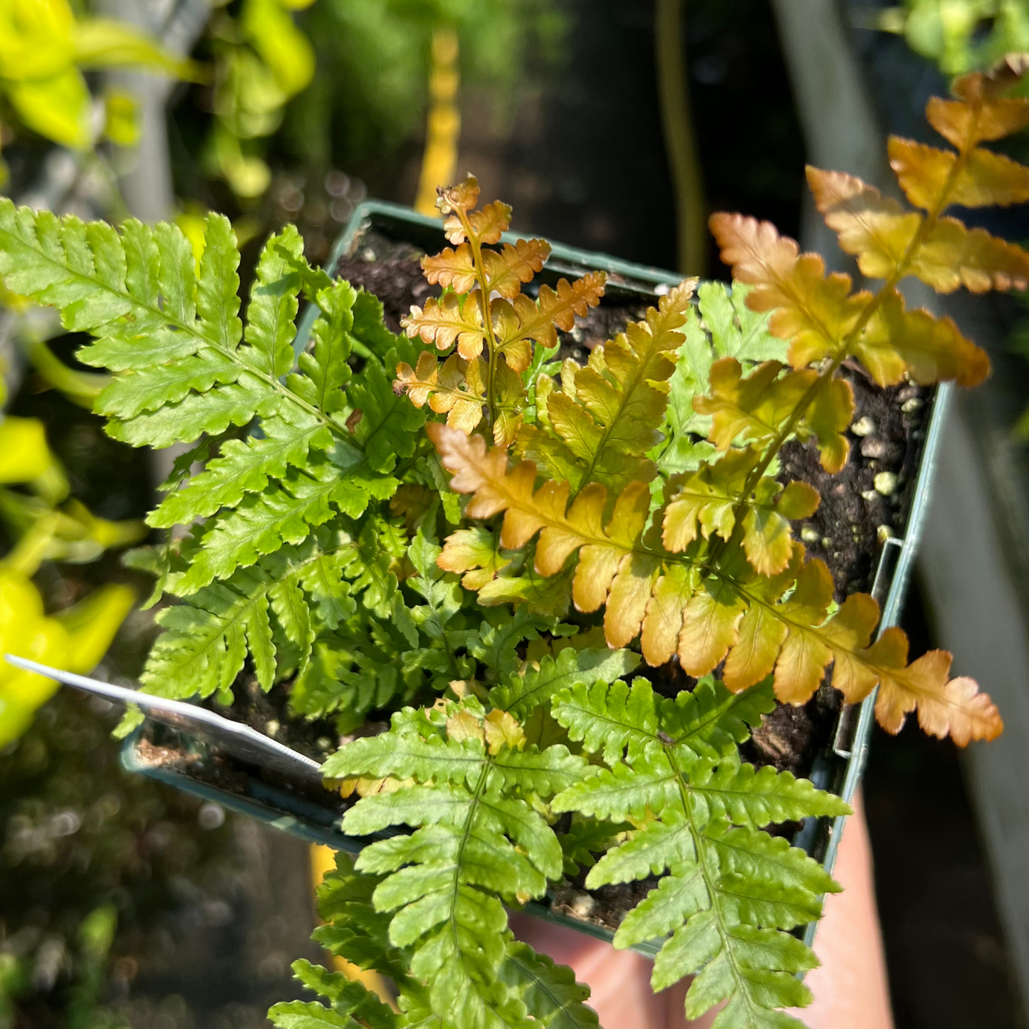 Autumn Fern