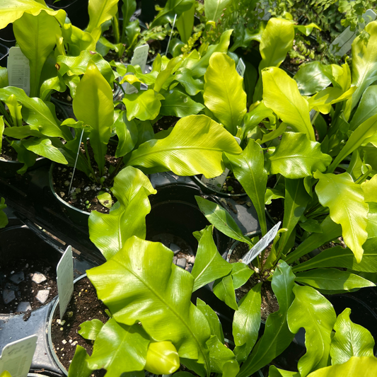 Bird Nest Fern