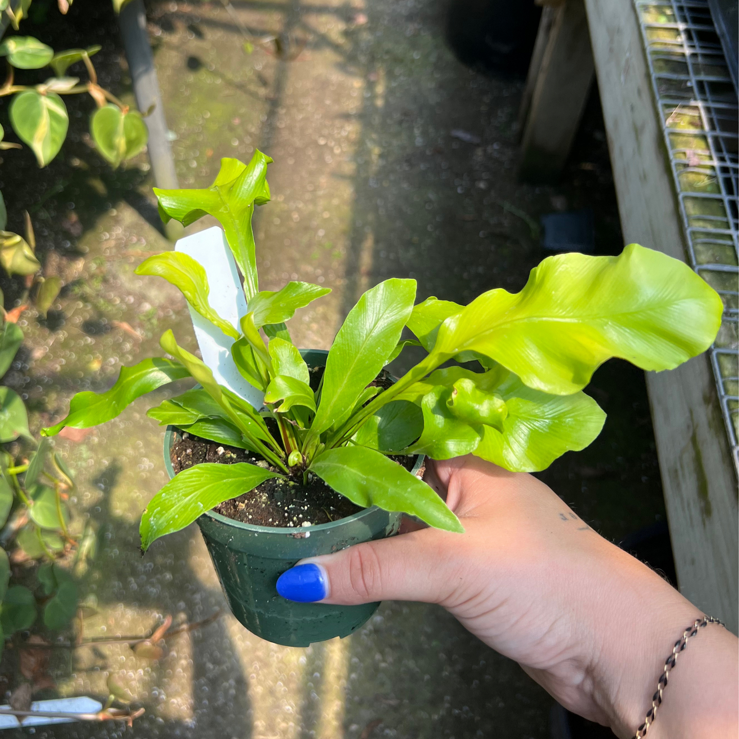 Bird Nest Fern