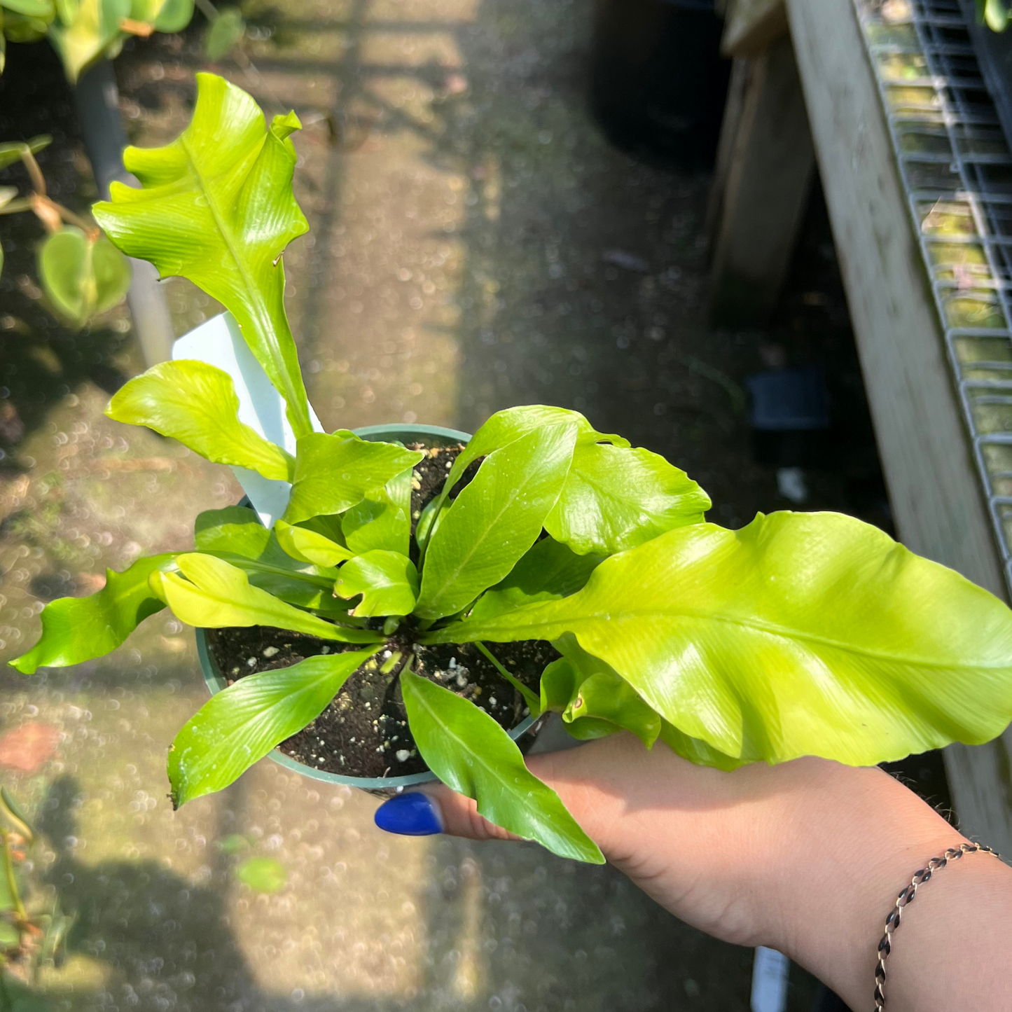 Bird Nest Fern