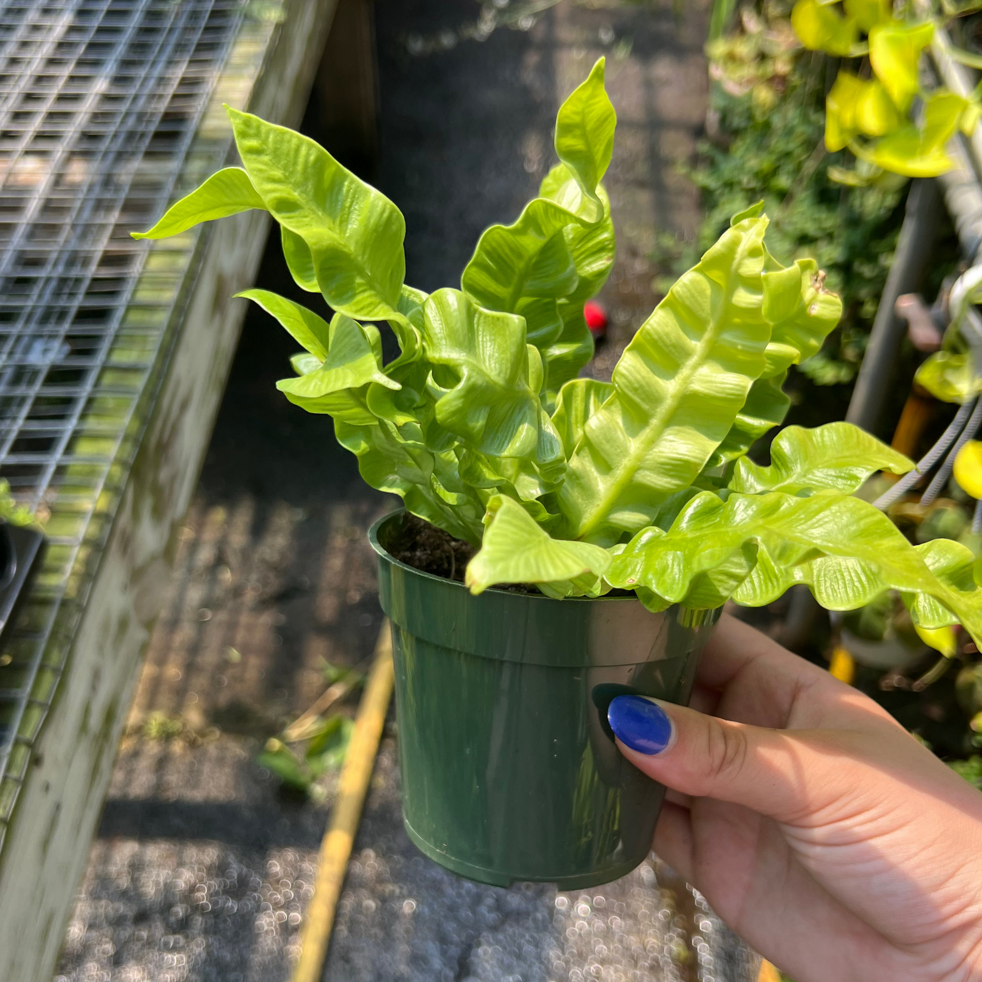 crispy air wave plant Crispy Wave Fern - 4" Pot - Asplenium