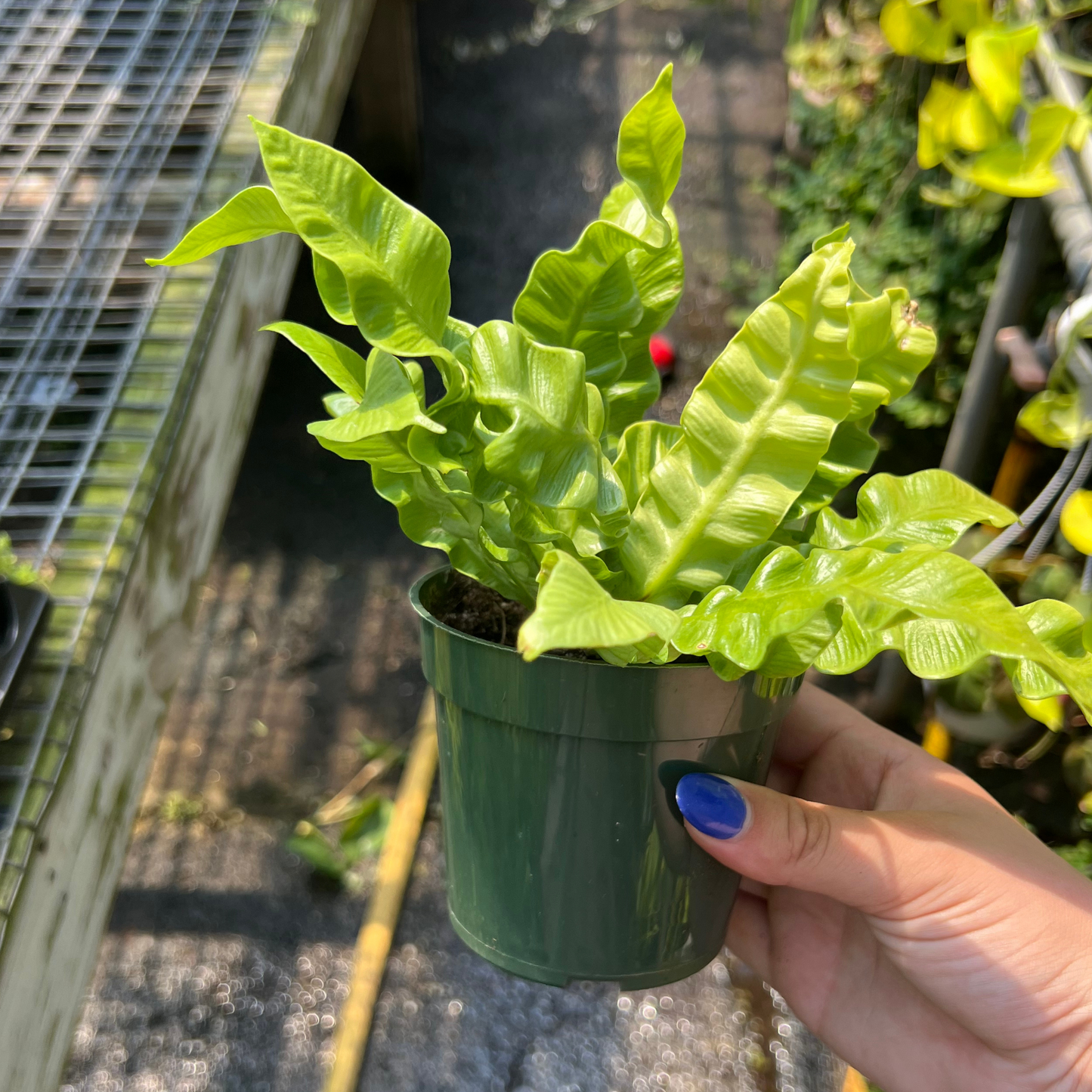 Crispy Wave Fern