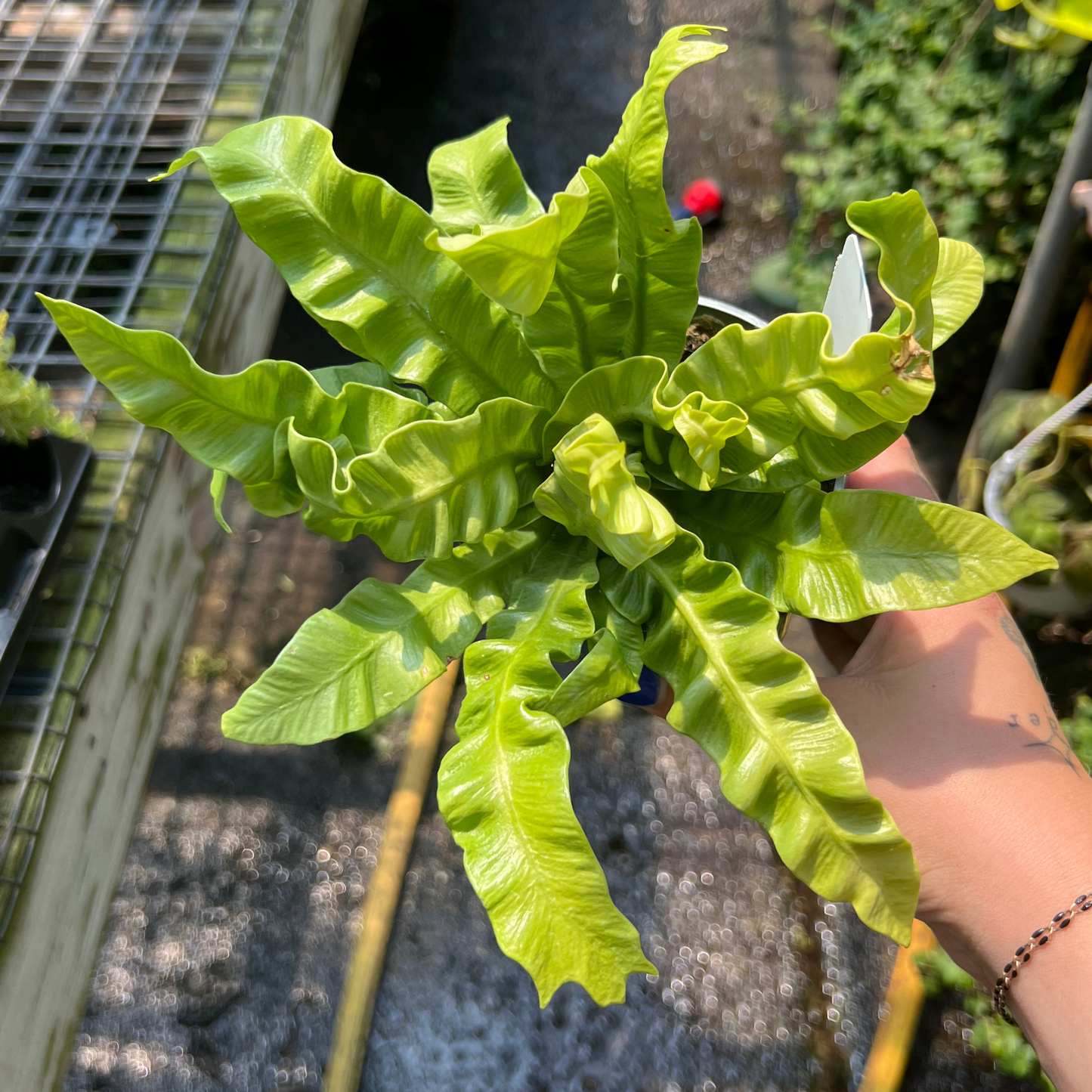 Crispy Wave Fern