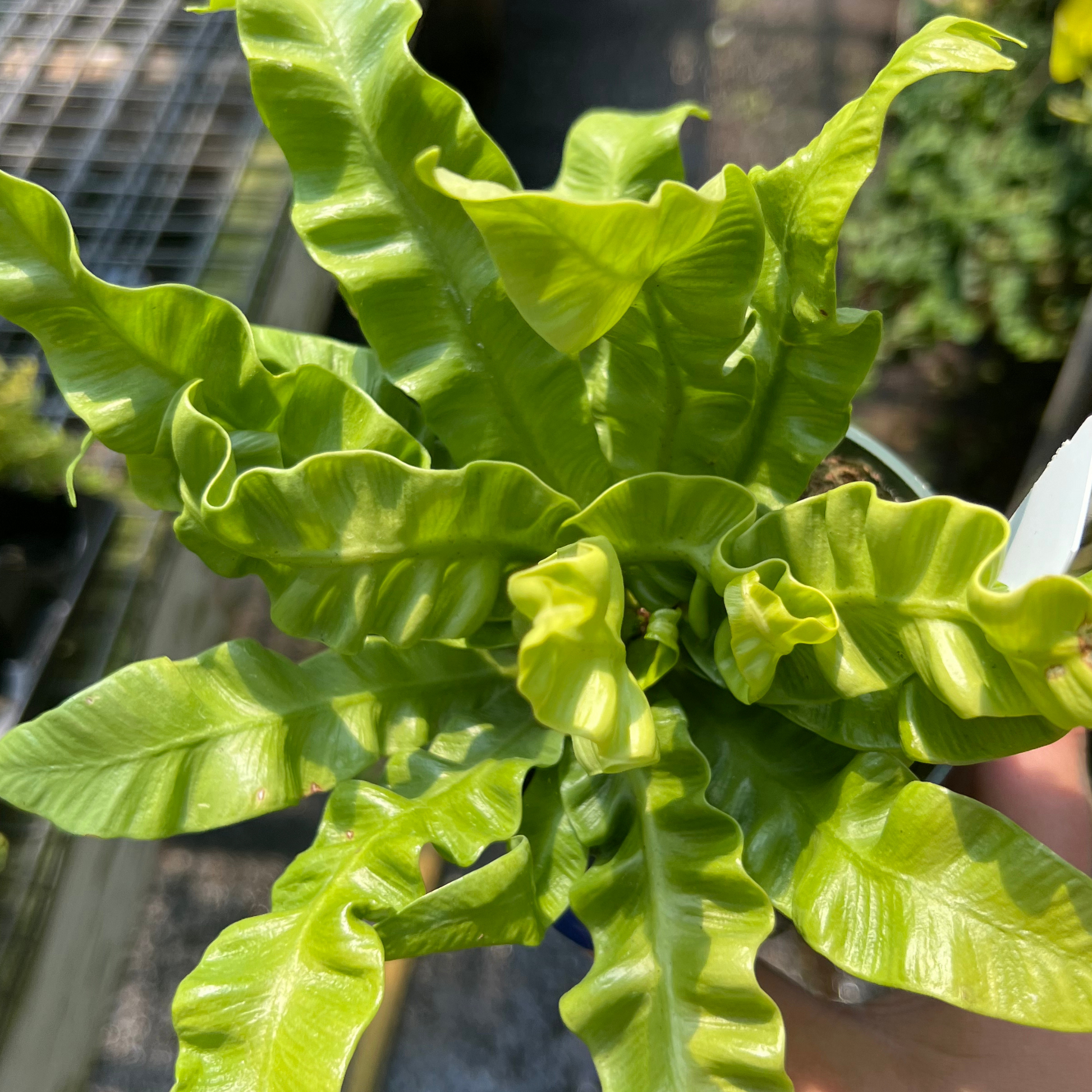 crispy wave plant air purifier Crispy Wave Fern – Fantastic Gardens