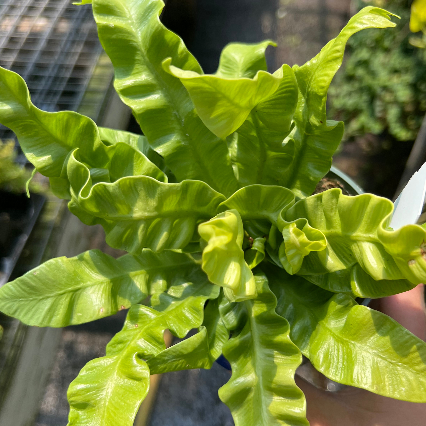 Crispy Wave Fern