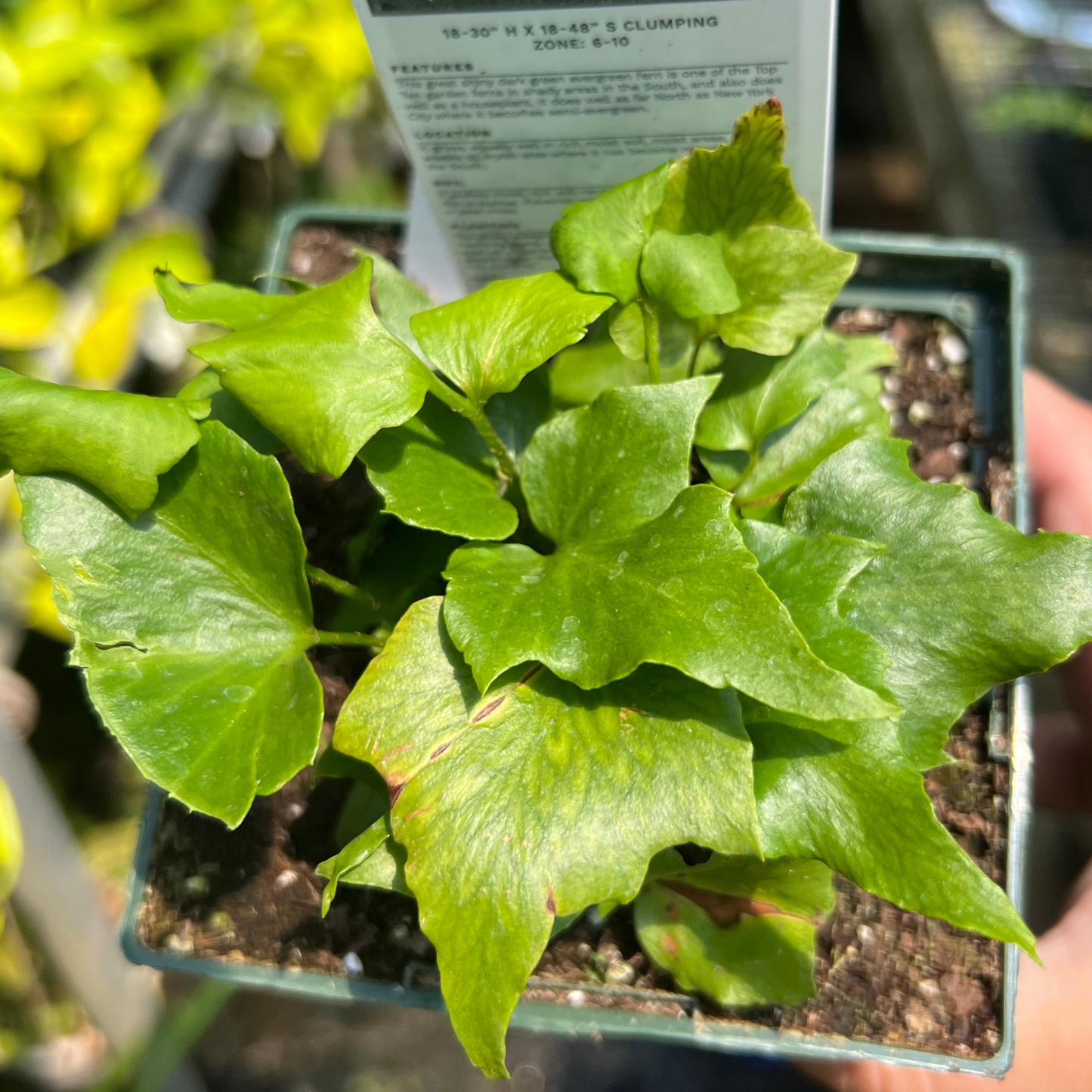 Japanese Holly Fern