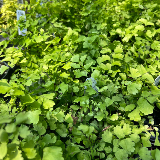 Fragrans Maidenhair Fern