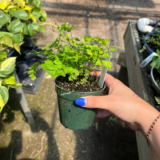 Fragrans Maidenhair Fern