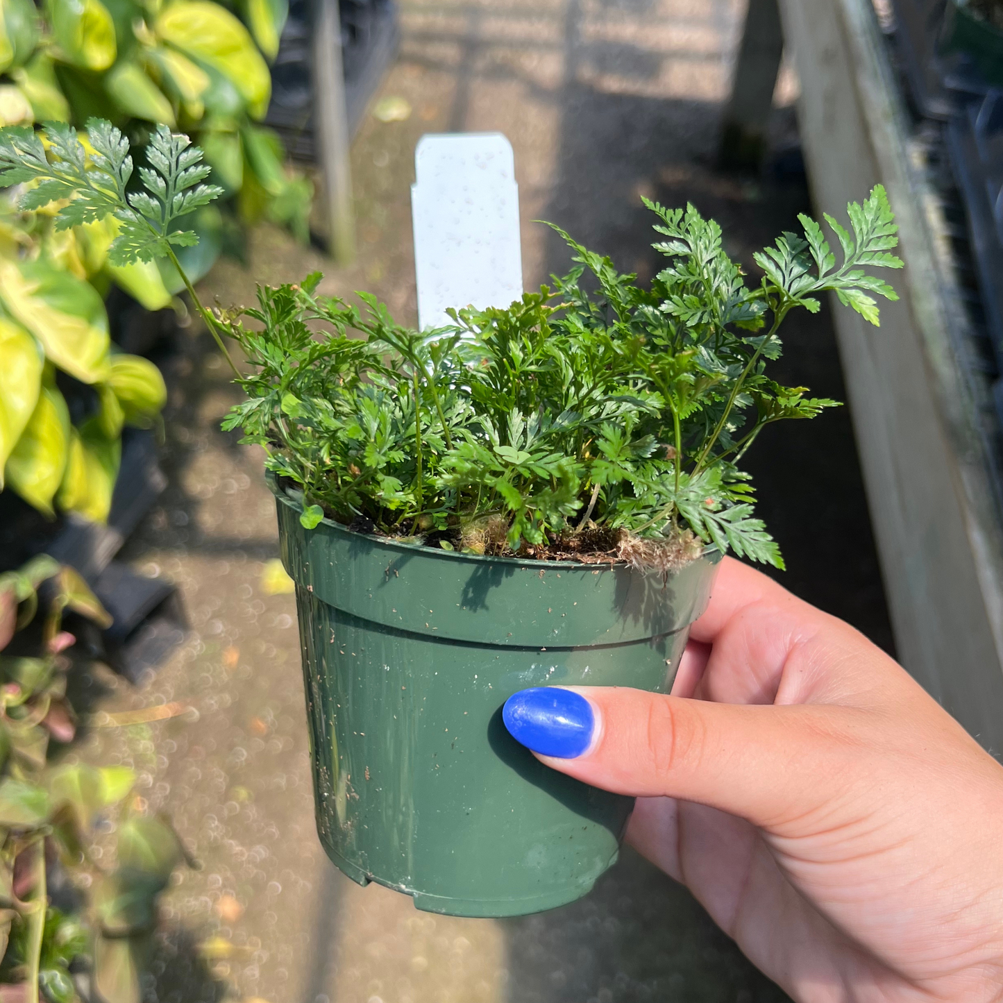 Rabbit Foot Fern