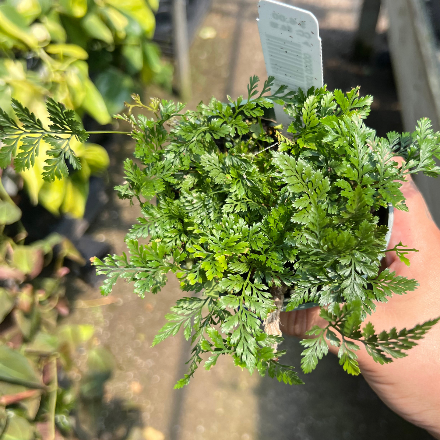 Rabbit Foot Fern