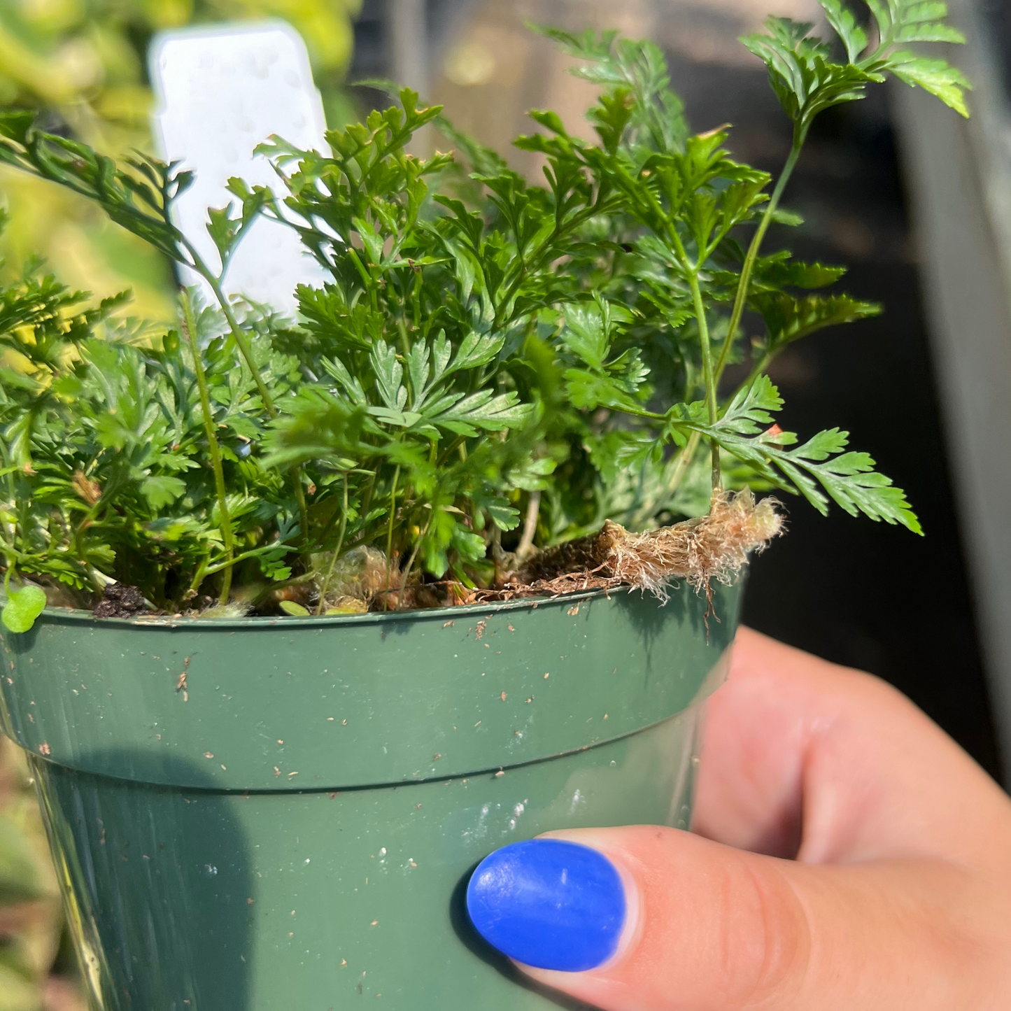 Rabbit Foot Fern