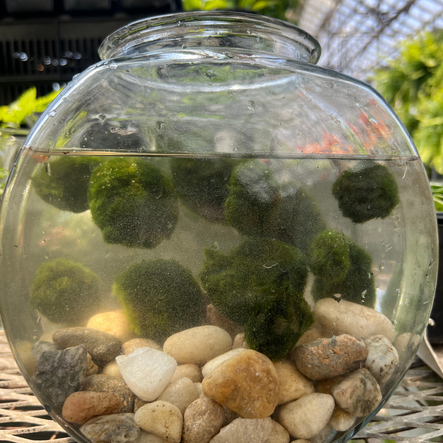 Marimo Moss Ball