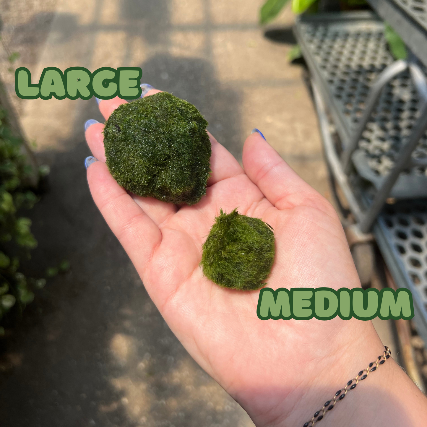 Marimo Moss Ball