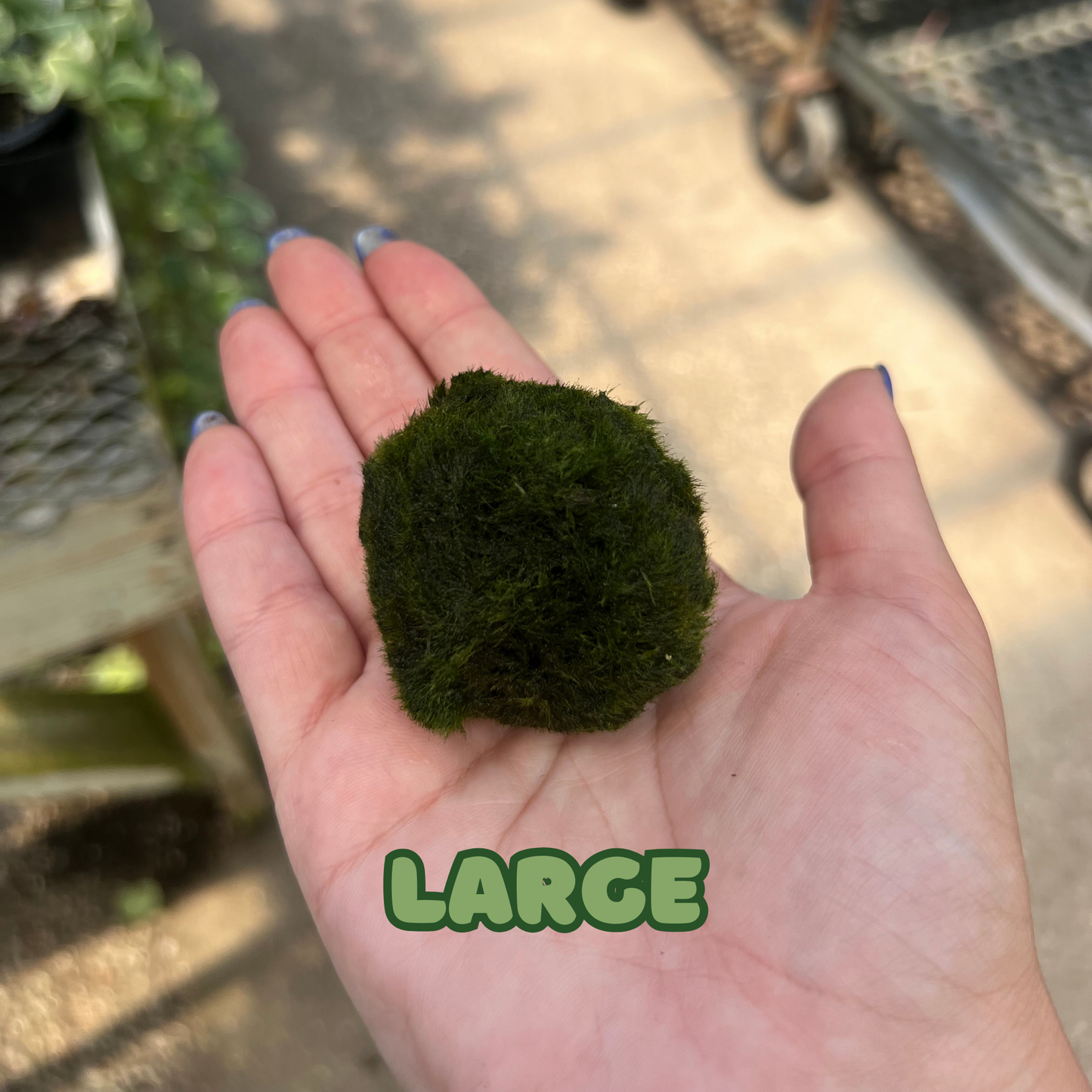 Marimo Moss Ball