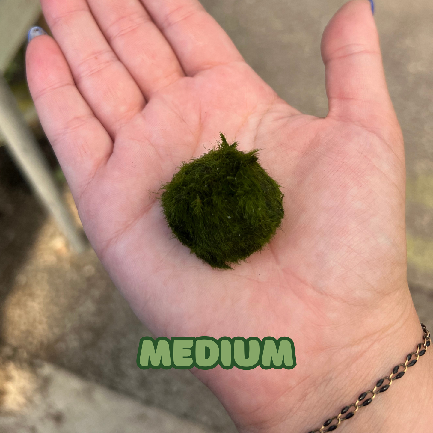 Marimo Moss Ball