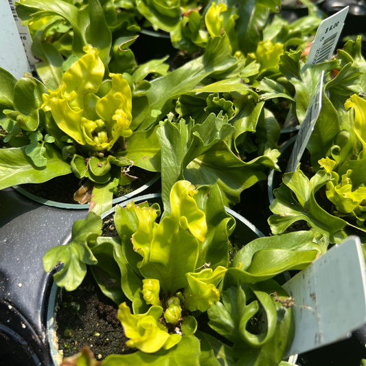 'Leslie' Bird Nest Fern