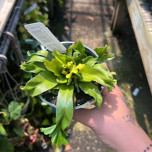 'Leslie' Bird Nest Fern