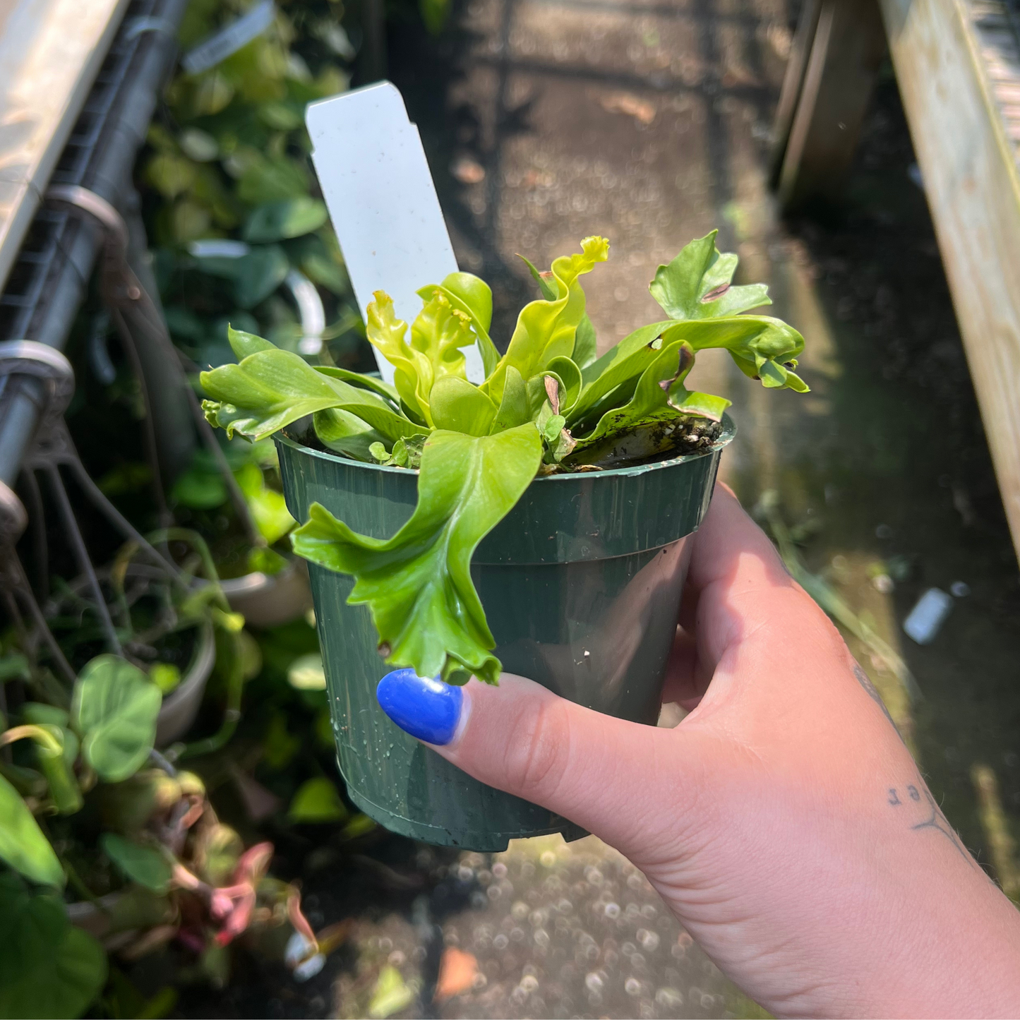 'Leslie' Bird Nest Fern