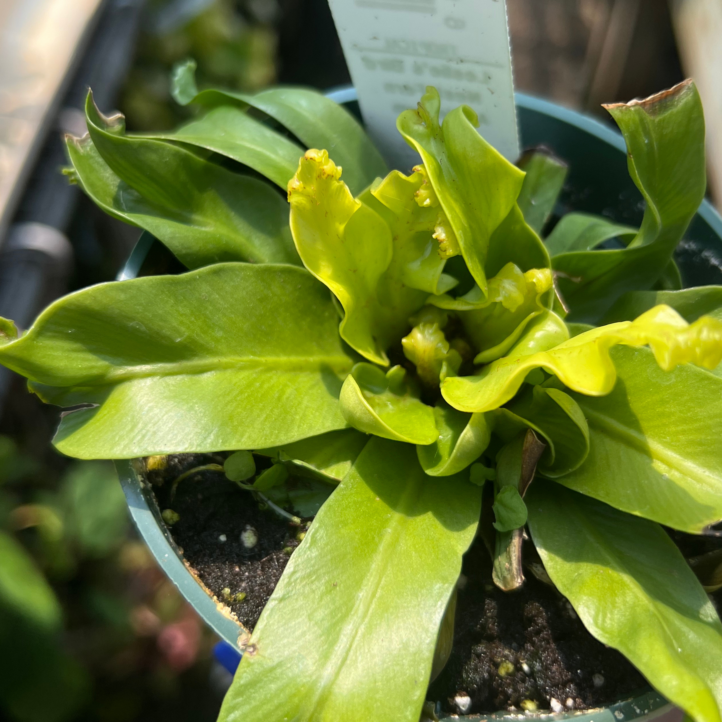 'Leslie' Bird Nest Fern